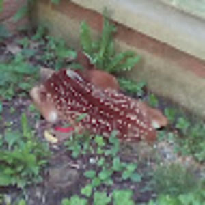 Meet your Posher, Bruh123